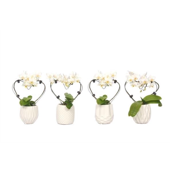 <h4>Dolomite Mix Tiny Dolls Hartvorm Wit 2T12+ Aqu@</h4>