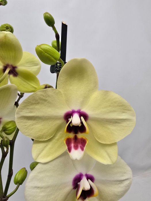 <h4>Limited 57 week 8</h4>