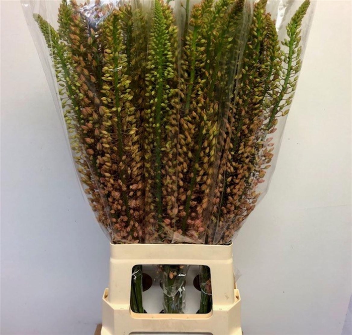 <h4>EREMURUS SH P STAR</h4>