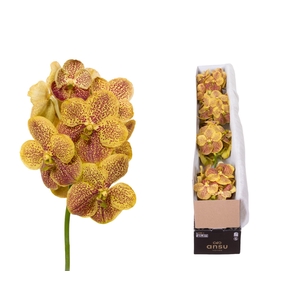 Vanda Banana Spots X5