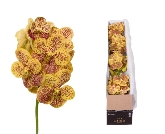 <h4>Vanda Banana Spots X5</h4>
