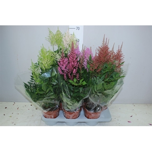 Astilbe Gemengd