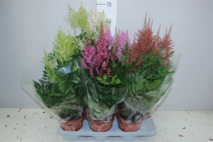 <h4>Astilbe Gemengd</h4>