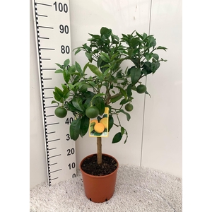 Citrus paradisi Grapefruit on stem