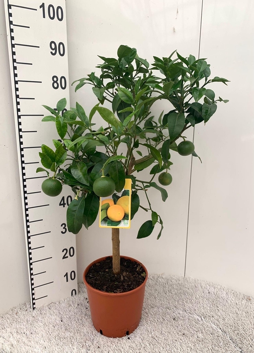 <h4>Citrus paradisi Grapefruit on stem</h4>