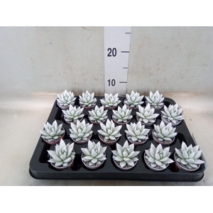 Echeveria  'Miranda'