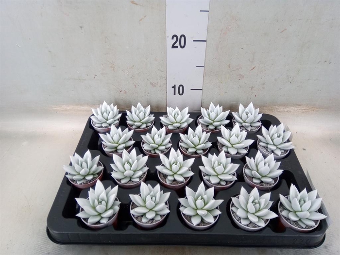 <h4>Echeveria  'Miranda'</h4>