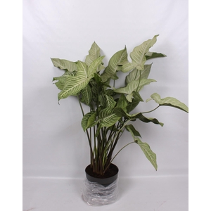 Xanthosoma Lindenii 32cm