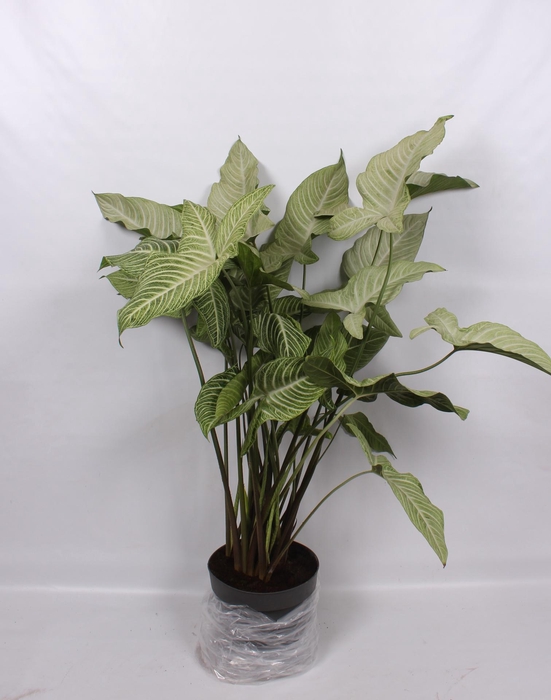 <h4>Xanthosoma Lindenii 32cm</h4>