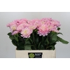 Dahlia Princess Kate