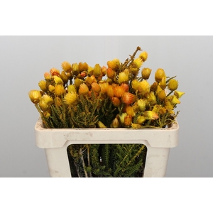 Kaaps Groen Phaenocoma Yellow