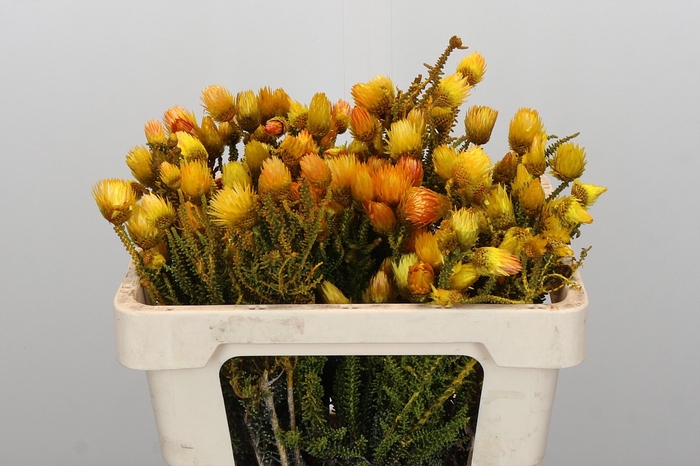 Kaaps Groen Phaenocoma Yellow