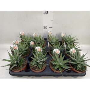 Haworthia fasciata 'Big Band'