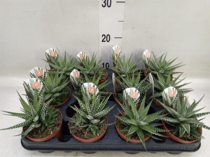 <h4>Haworthia fasciata 'Big Band'</h4>