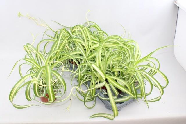 <h4>CHLOR COM BONNIE</h4>