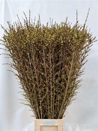 <h4>Forsy I Spectabilis</h4>