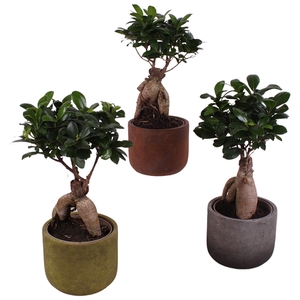 Ficus m. Ginseng Ball Shape Ø12cm in Ø15cm Ceramic NT467