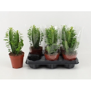 EUPHOR TRIGONA