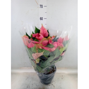 Euphorbia pulc. 'Christ Feel Pink'