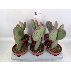 Opuntia microdasys