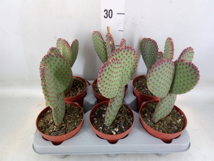 <h4>Opuntia microdasys</h4>