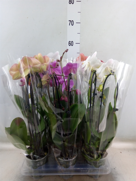 <h4>Phalaenopsis  'Elegant Cascade'</h4>
