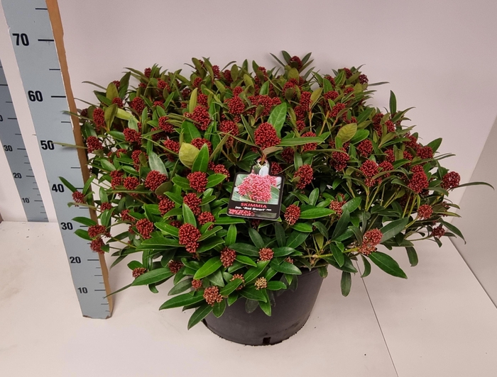 <h4>SKIM J RED DWARF</h4>