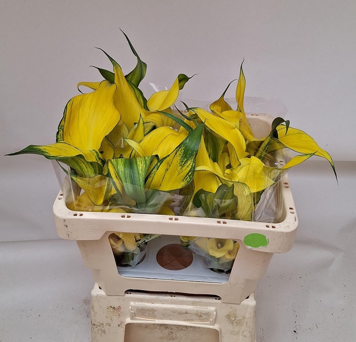 <h4>ZANT GOLD MEDAL</h4>