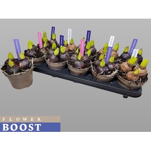 HYACIN PEAR GEM 4 KL