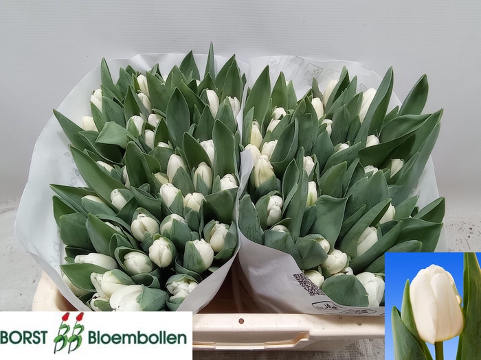 <h4>TU EN ANTARCTICA</h4>