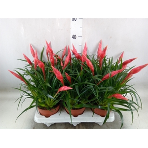 Vriesea  'Astrid'