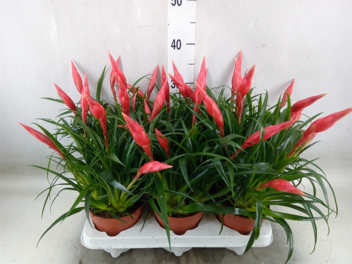 <h4>Vriesea  'Astrid'</h4>