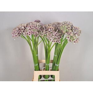 Allium Silverspring