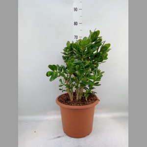 Crassula ovata