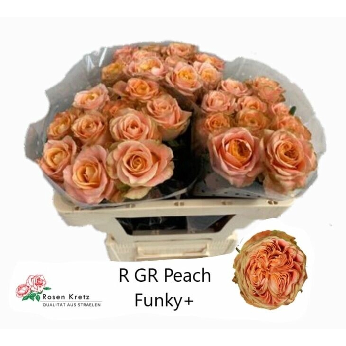 <h4>Rosa Gr Peach Funky+</h4>