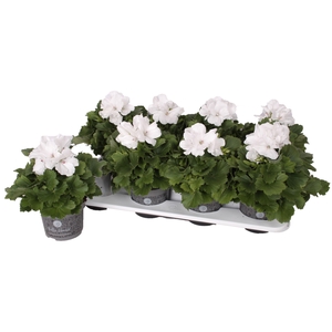 Bella donna blanc 12cm