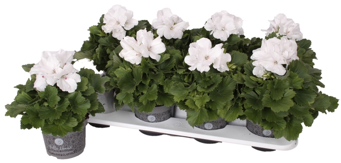 <h4>Pelg. Bella Donna Wit 12cm</h4>