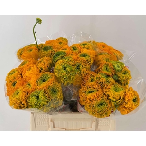 Ran Pon 1st Merlino Giallo