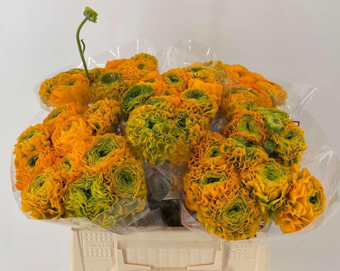 <h4>Ran Pon 1st Merlino Giallo</h4>