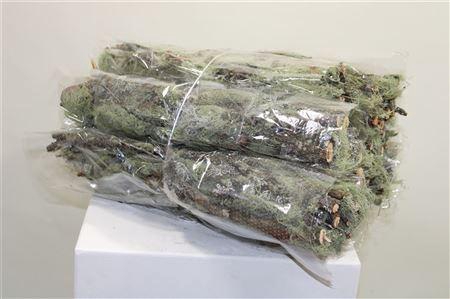 <h4>MOOS FLECHTENZWEIGE 50 CM</h4>