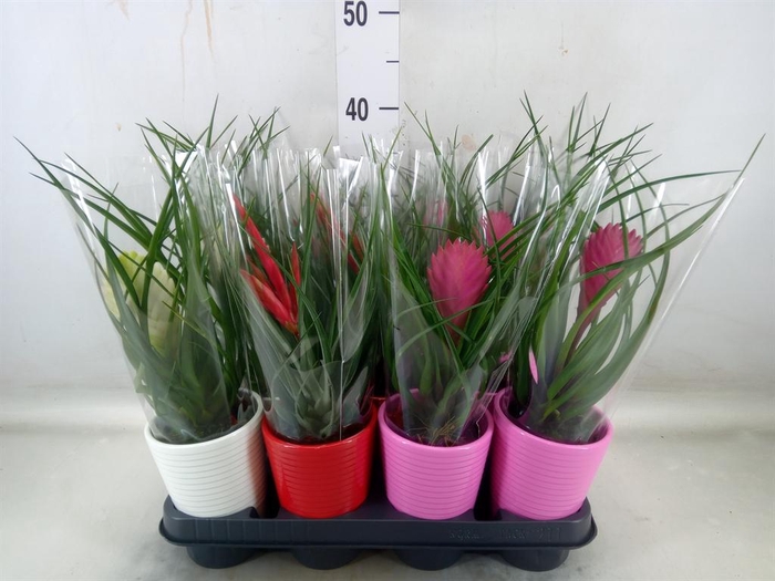 <h4>Tillandsia cyanea</h4>