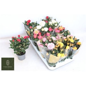 Ro Kordan Grande Gem