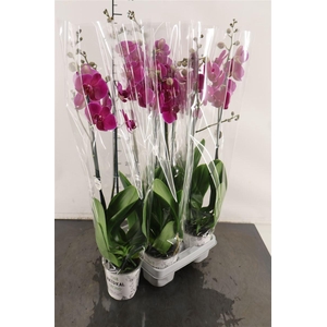 Phalaenopsis 2 Tak Bloemfontein 12 Cm. Pot