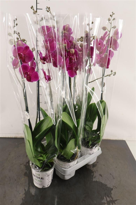 <h4>Phalaenopsis 2 Tak Bloemfontein 12 Cm. Pot</h4>