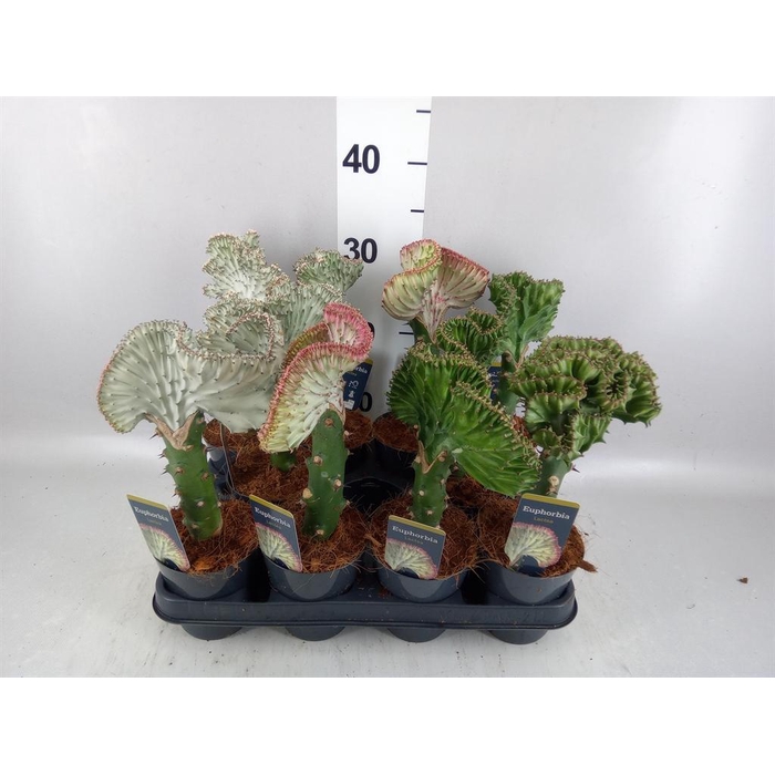 <h4>Euphorbia lactea 'Cristata'</h4>