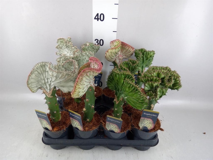 Euphorbia lactea 'Cristata'