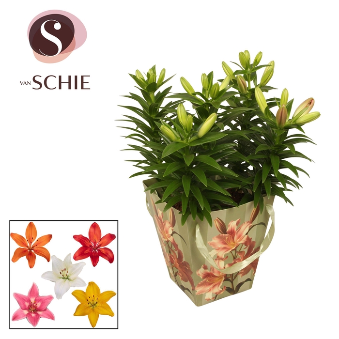 <h4>Aziaat Mix 19cm Bag VINTA</h4>