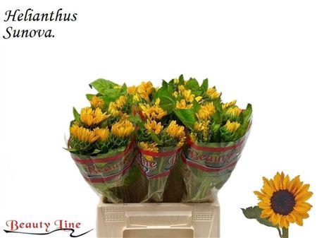 <h4>HELI SUNOVA</h4>