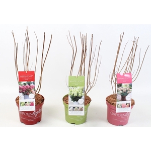 Hydrangea Paniculata (Gardenlight MIX) 19 cm