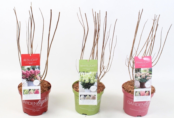 <h4>Hydrangea Paniculata (Gardenlight MIX) 19 cm</h4>